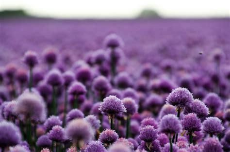 500 Great Purple Photos · Pexels · Free Stock Photos