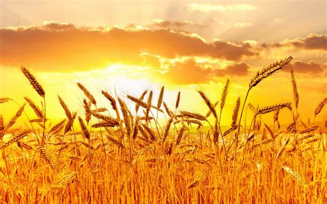 Download Sun Sunset Nature Wheat Hd Wallpaper