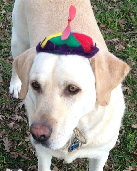 Propeller Beanie Dog Hat Baxterboo