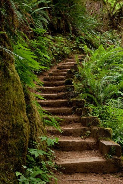 Steps Going Up In The Forest Stock Image Image Of Wilderness Nature 13190643