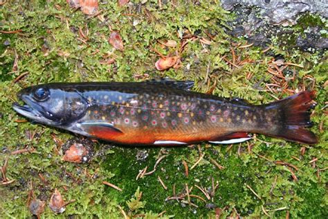 Eastern Brook Trout Study Peers Into Warmings Impact On Survivability
