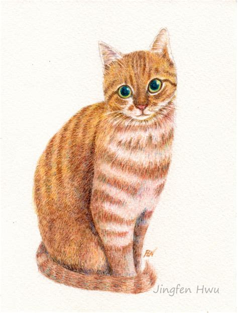 Orange Tabby Cat Drawing At Getdrawings Free Download