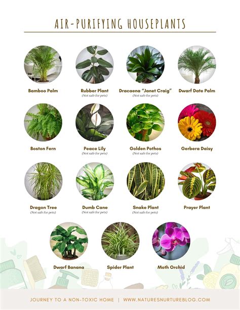 15 Awesome Air Purifying Houseplants Natures Nurture