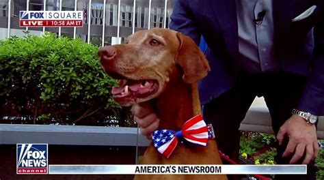 Dana Perino Announces Americas Dog Jasper Has Died Fox News