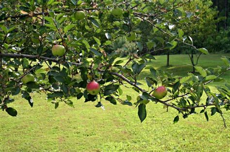 Using tree hugger® tree brace™ eliminates the need for staking trees the old conventional way. What Fruit Trees Can I Plant? - Home Garden Joy