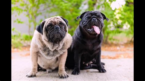 These groups are defined according to a breed's origins and initial use. Pug dog / Breed Of The East Asia / China - YouTube