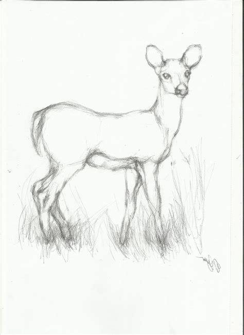 Cute Deer Drawing At Getdrawings Free Download