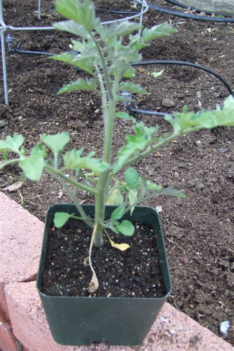 My Southern California Vegetable Garden Transplanting Cherry Tomato