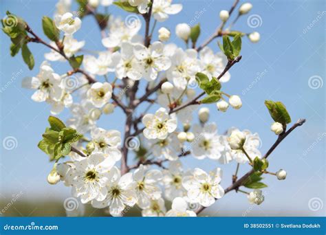 Branch With Beautiful White Cherry Flowers Buds Stock Image Image Of