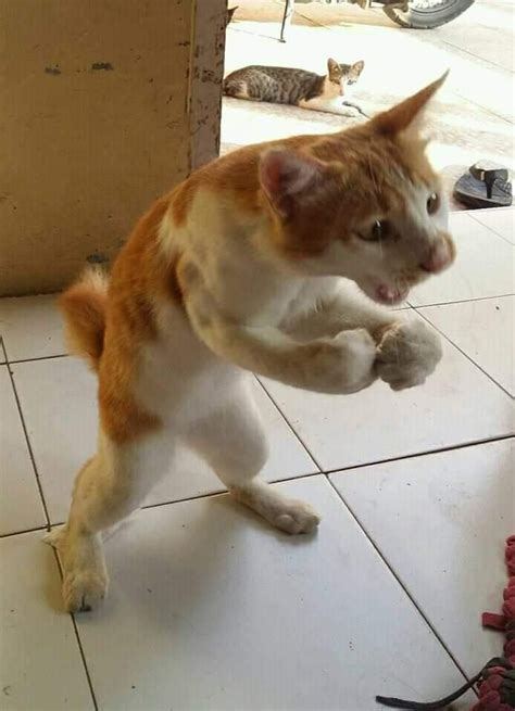 This Cat Is Ready To Fight Fighting Cat Meme Keep Meme