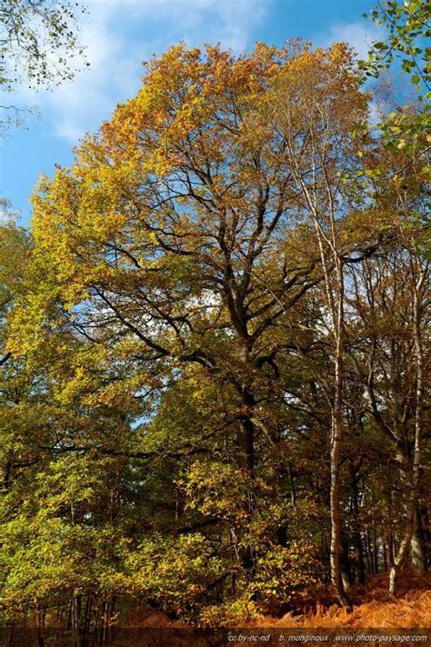 L'érable rouge et l'érable argenté sont très pressés de produire leurs fruits. Un chêne en automne - Forêt de Rambouillet (Vallée de Chevreuse, Yvelines) . | Photos paysage ...