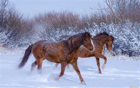 Horses In The Snow Wallpaper 59 Images