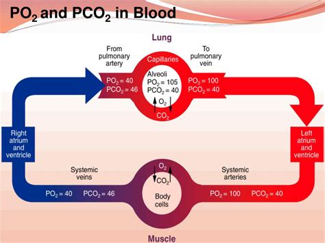 Ppt Arterial Blood Gas Analysis Powerpoint Presentation Free Download Id