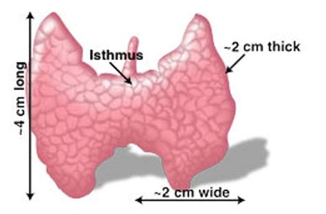 Thyroid Isthmus Location Function And Pictures