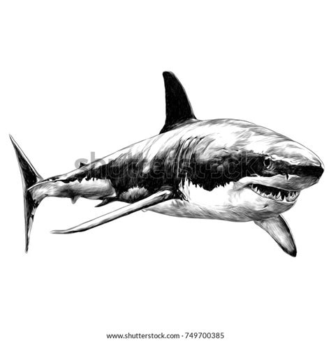 1932 Great White Shark Sketch Images Stock Photos And Vectors