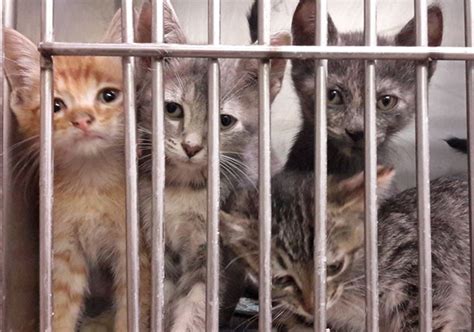 Kittens To Adopt At The Animal Shelter In Texarkana