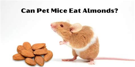 Are Almonds Safe For Mice Food And Nutrition For Mice Hutch And Cage