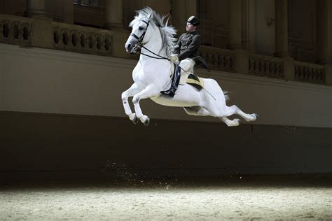 The Spanish Riding School Practice Session Vienna Tpg Paarden