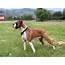 Stud Dog  AKC Boxer Breed Your