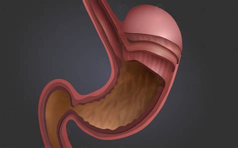 Animation Stomach Wall Medicalgraphics
