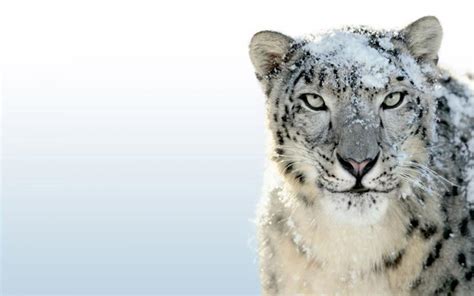 Hd Snow Cheetah Wallpaper Download Free 118560