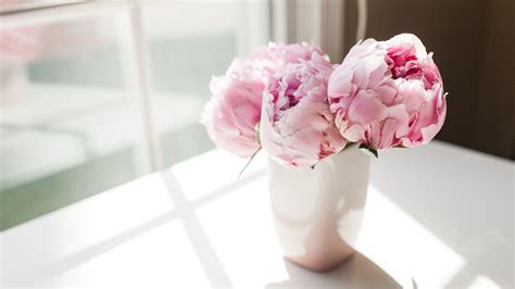 Light Pink Peonies Bouquet Wallpapers Wallpaper Cave