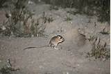 Images of Rat Habitat