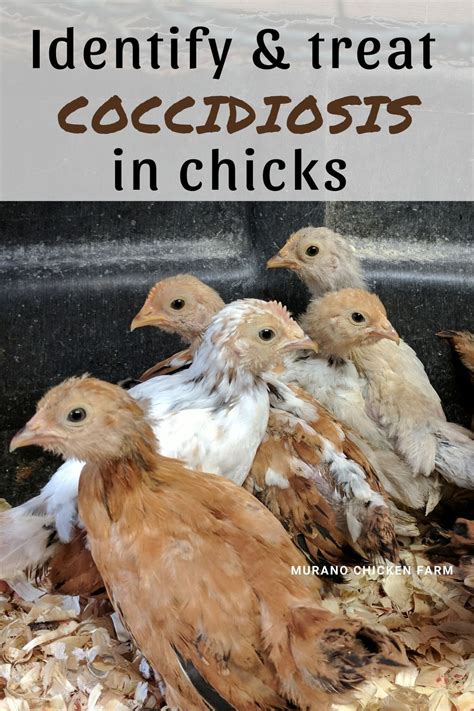 Treating Coccidiosis In Chicks Pet Chickens Baby Chickens Baby