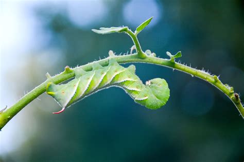 Identifying And Controlling Tomato Hornworm