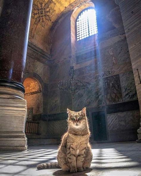 Gli The Famous Cat Of Hagia Sophia Istanbul The Great Cat In History