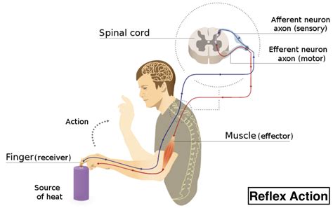 Reflex Arc Diagram Labeled