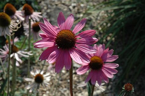 The hardiness zones are developed by the department of agriculture in the united states. Tennessee Coneflower (Echinacea tennesseensis) in Wilmette ...