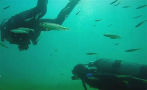 Scuba Divers Are Attracted To Lake Ohrid