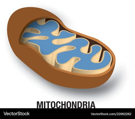 Mitochondria Vector Illustration Science Diagram Stoc