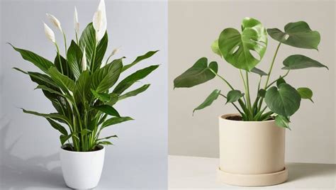 10 Gorgeous Plants To Brighten Up Your Home