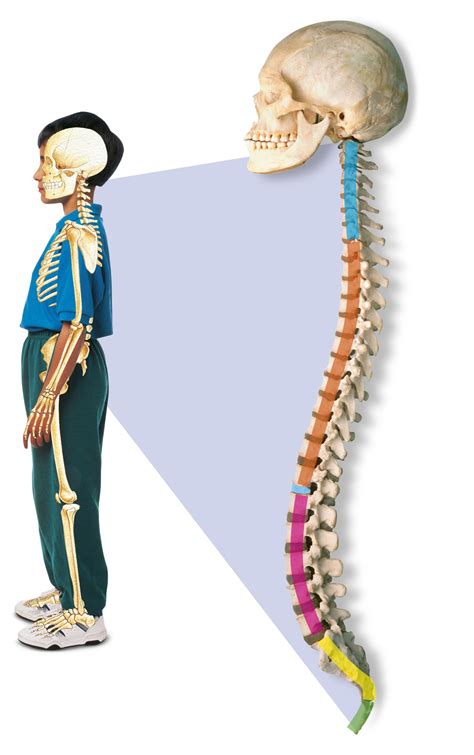 Human Spine Spinal Cord Facts Dk Find Out