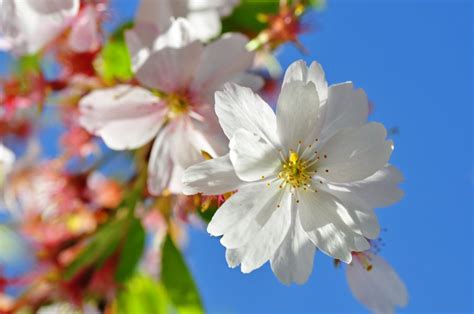 What Are Flowering Cherry Trees Tips On Growing Ornamental Cherries