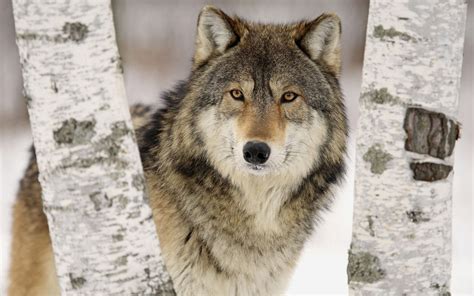 white-wolf-14-dog-breeds-closely-related-to-wolves