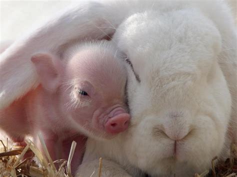 Teacup Pig Pet | boldcorsicanflame's Blog