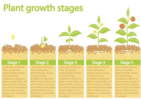 Stages Of Plant Growth Diagram