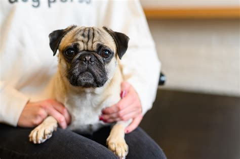 A Legendary Pug Gets His Healthy Coat And His Groove Back