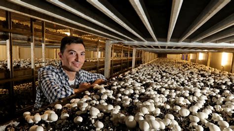 Organic Mushrooms Bring Young Farmer Into The Spotlight The Australian