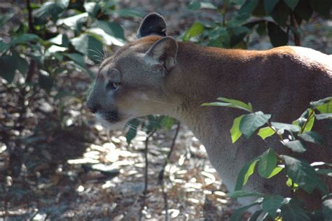 Wildlife Officials Are Trying To Figure Out Why Florida Panthers Are