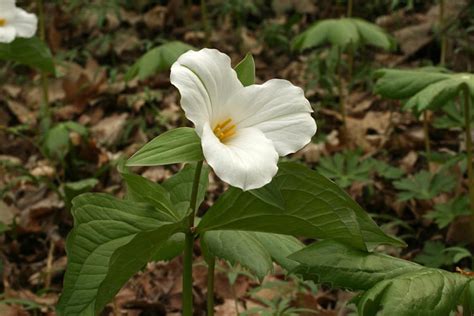 Inflorescences Ohio Plants