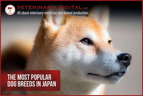 The Most Popular Dog Breeds In Japan