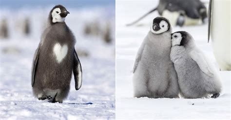 20 Adorable Baby Penguin Photos That Will Make You Wanna Cuddle With One