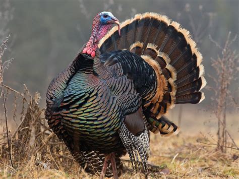 How To Pick Off Buddy Gobblers This Spring Field And Stream