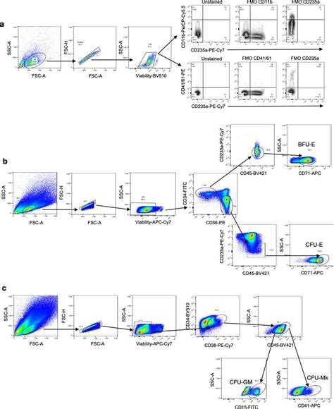 Flow Cytometry Plots Showing Gating Strategies A Erythroid Myeloid