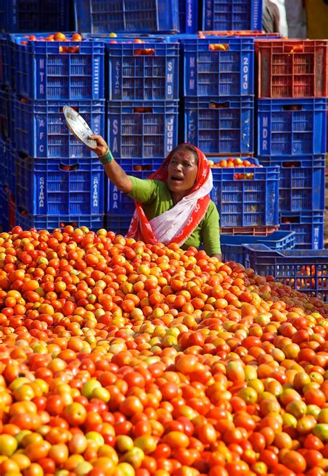 It happened to the ones that i grew from seeds that i either carried over or purchased this year. Sorting Tomatoes, Maharashtra, India | I have never seen ...