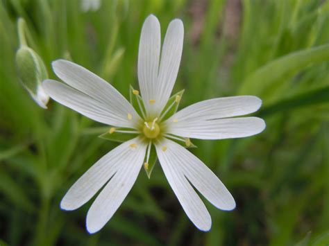 Fileromanian Flora White Flower 00 Wikimedia Commons